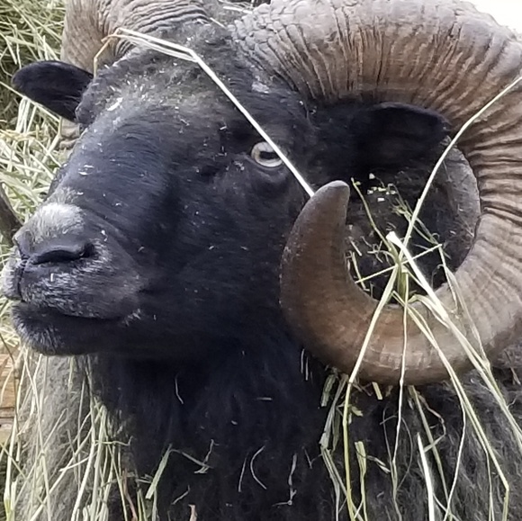 Meet your Posher, Richard - Picture 1 of 1